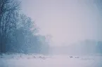 Pochette Winter Solitude