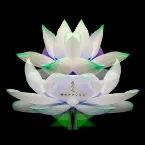 Pochette 蓮の花 -movie version-