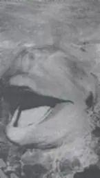 Pochette Plays Themes From Voyage