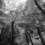 Pochette The Ancient Forest