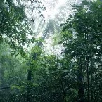 Pochette The Ancient Forest VIII