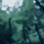 Pochette The Ancient Forest II