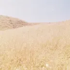 Pochette Fields of Gold