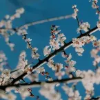 Pochette Live At Forestlimit 2017