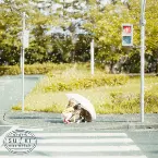 Pochette パラボラヴァ