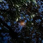 Pochette Ma Da Aoi Ha Ru (Blue Spring Light Source)