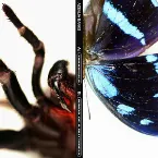 Pochette Tarantula / Wings of a Butterfly