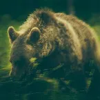 Pochette Wildlife