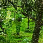 Pochette Pathless Woods