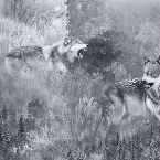 Pochette Neige & Noirceur