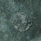 Pochette Fossils