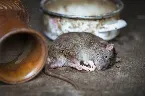 Pochette Whenever the Pain of Forced Separation Hits Us Blind, We Become Helpless Like Rats in a Clean Kitchen