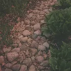 Pochette Folium (X Specimens)