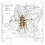 Pochette albino de Congo