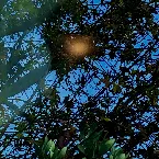 Pochette Verschütteter Frühling