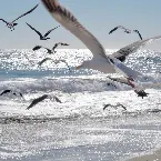 Pochette La Petite Fille De La Mer