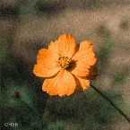 Pochette Before the Petals Fall