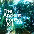Pochette The Ancient Forest XII