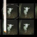 Pochette Scary Goat EP