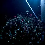 Pochette Nachtschwänze (Erweiterte Momente)