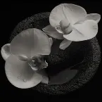Pochette Corpse Flower