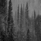 Pochette Windswept Stillness