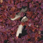 Pochette Desperate Times Call for Desperate Pleasures