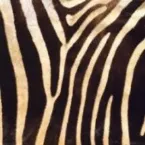 Pochette Dancing Zoo