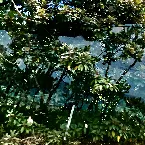 Pochette Kugatsunakaba (Pinetrees, Long Hill)