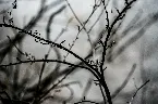 Pochette Beauty in Grief