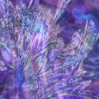 Pochette Opting for Serenity