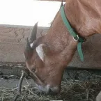 Pochette The Gas Bill EP