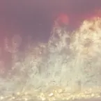 Pochette Be Like a Tree