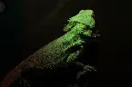Pochette You're a Salamandra, Caught Up in the Matrix of the Wrong Architect