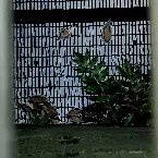 Pochette Shigatsu no Wakaba (Zwischenwelt)