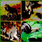 Pochette The Animal Dance
