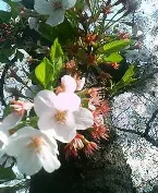 Pochette 爛漫、雪音、飢餓 ( Full bloom, Snow sound and Huger )