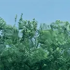 Pochette Let’s Move Slowly to Another Tree