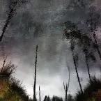 Pochette Ghost Woods