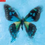 Pochette アゲハ蝶