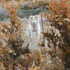 Pochette The Creeping Garden Soundtrack
