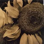 Pochette 晩夏(ひとりの季節)/いのちの名前