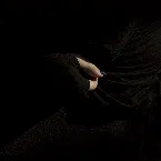 Pochette The Early Bird Becomes the Worm