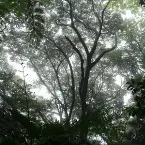 Pochette The Ancient Forest VII