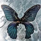 Pochette Nymph_o