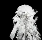 Pochette Draconian Fables on How to Sacrifice Your Demons