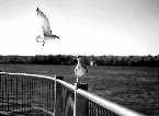 Pochette Nobody’s Seagull