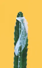 Pochette Abstraction of the Relation to Obtaining Immediate Gratification