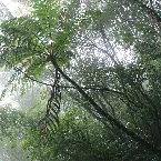 Pochette The Ancient Forest X