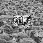 Pochette Grey Sheep II